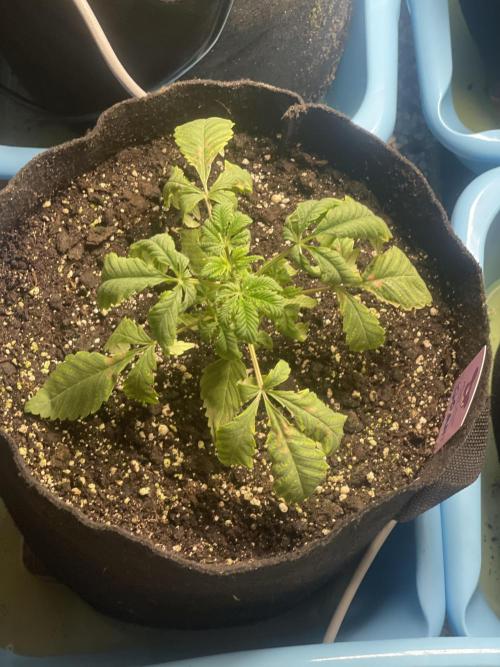 👵 Granny Candy 🍬. Week 3