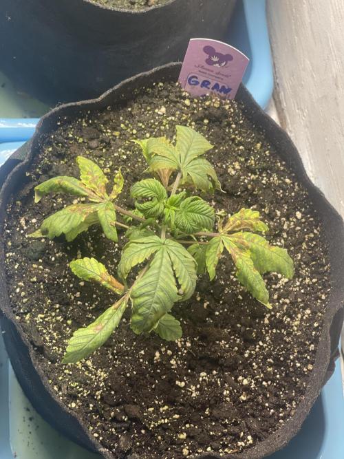 👵 Granny Candy 🍬. Week 3