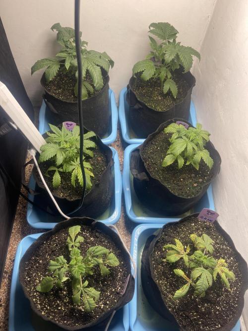 👵 Granny Candy 🍬. Week 3