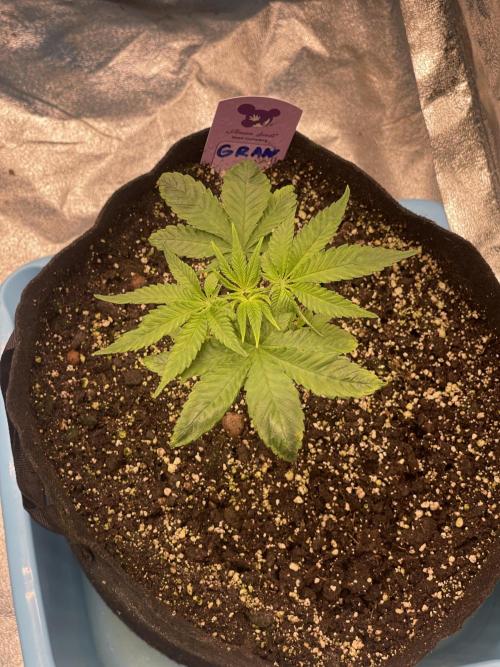 👵 Granny Candy 🍬. Week 4