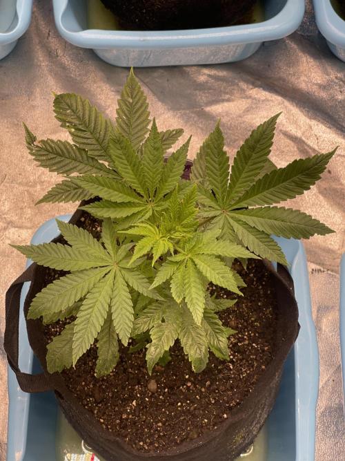 Blueberry Muffin. Week 4