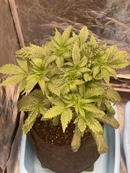 🍗 Chicken n’ Wafflez . Week 4