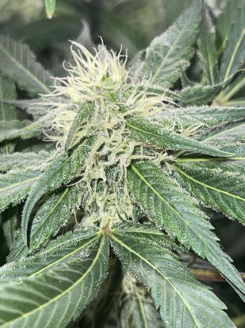 💧 Elementz 🔥. Week 11