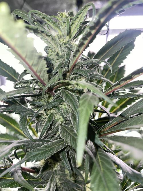 💧 Elementz 🔥. Week 11