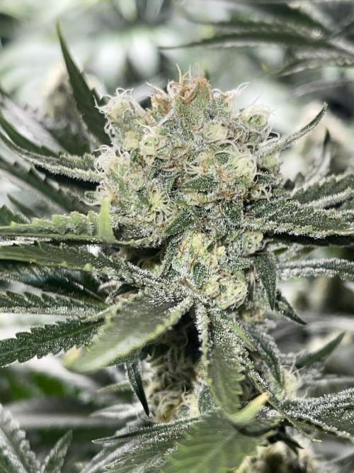 👀 Zoomiez 🔍. Week 11