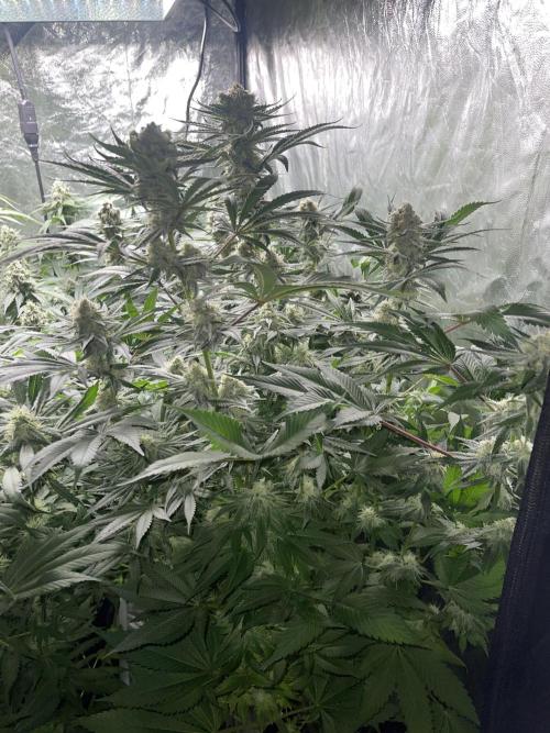 👀 Zoomiez 🔍. Week 11