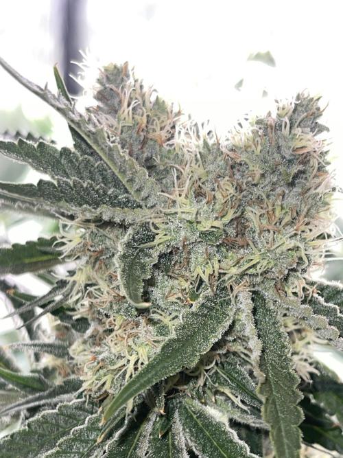 🍬 Runtzez 🍬. Week 11