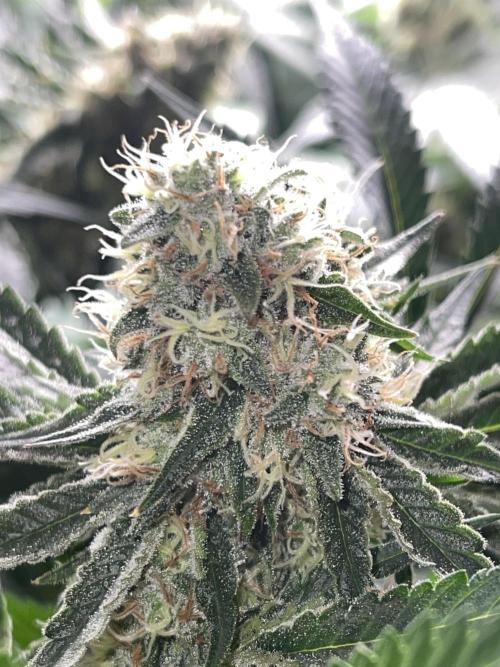 🍬 Runtzez 🍬. Week 11