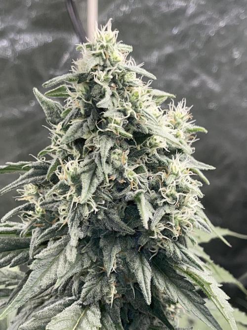 🍬 Runtzez 🍬. Week 11