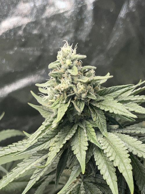 🍬 Runtzez 🍬. Week 11