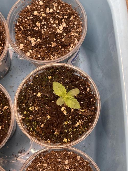 ⛽️ Diesel Latte 🥛. Week 0