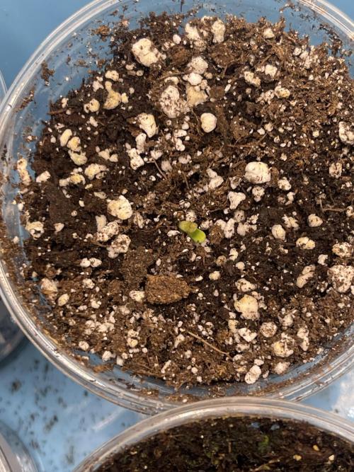 ⛽️ Diesel Latte 🥛. Week 0