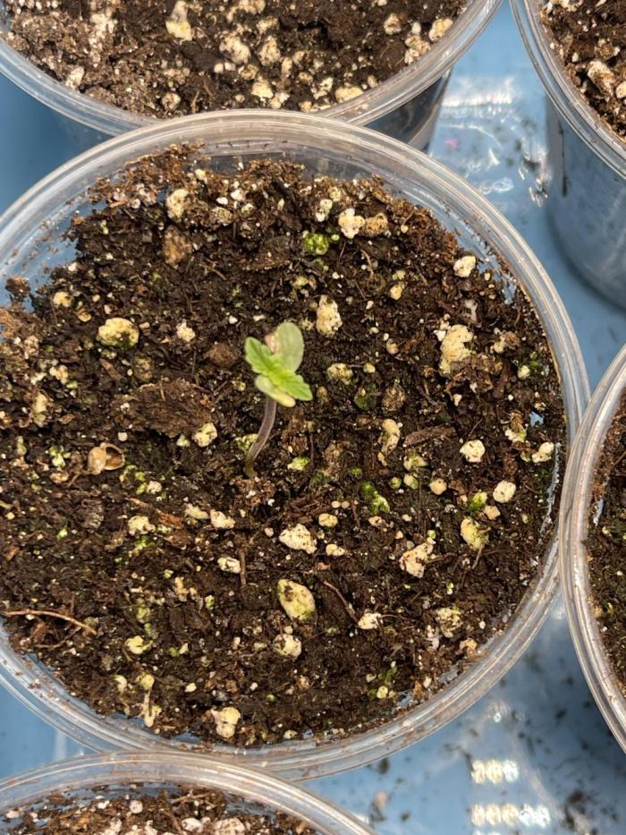 Blueberry Pancakes. Week 0