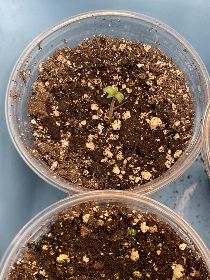 🚽 Poddy Mouth 👄. Week 0