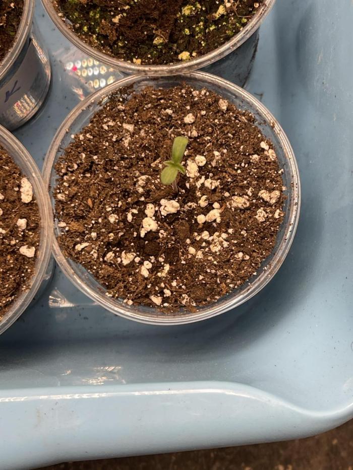 👵 Granny Candy 🍬. Week 0