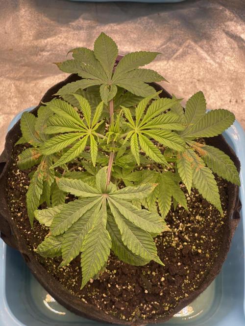 👵 Granny Candy 🍬. Week 5