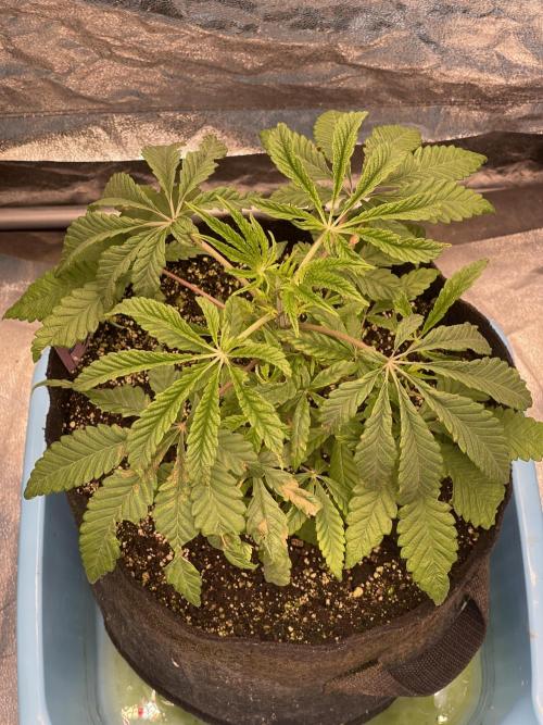 👵 Granny Candy 🍬. Week 5