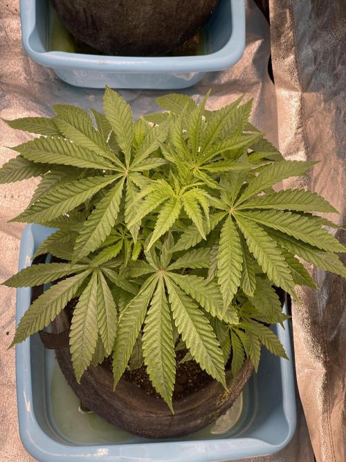 Blueberry Muffin. Week 5