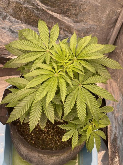 Blueberry Muffin. Week 5