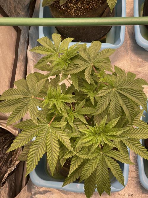 🍗 Chicken n’ Wafflez . Week 5