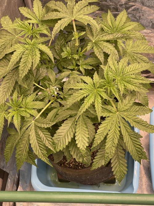 🍗 Chicken n’ Wafflez . Week 5