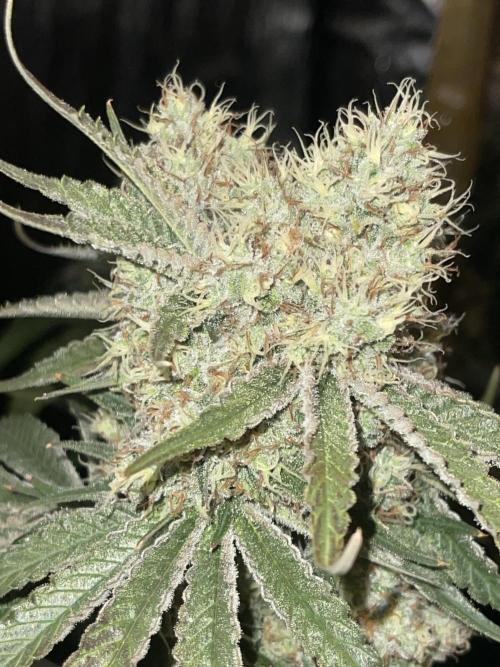 🍬 Runtzez 🍬. Week 12