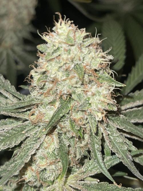 🍬 Runtzez 🍬. Week 12