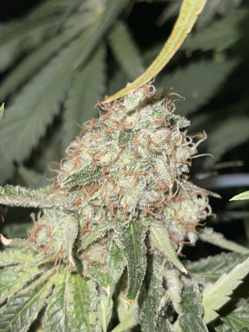 🍬 Runtzez 🍬. Week 12