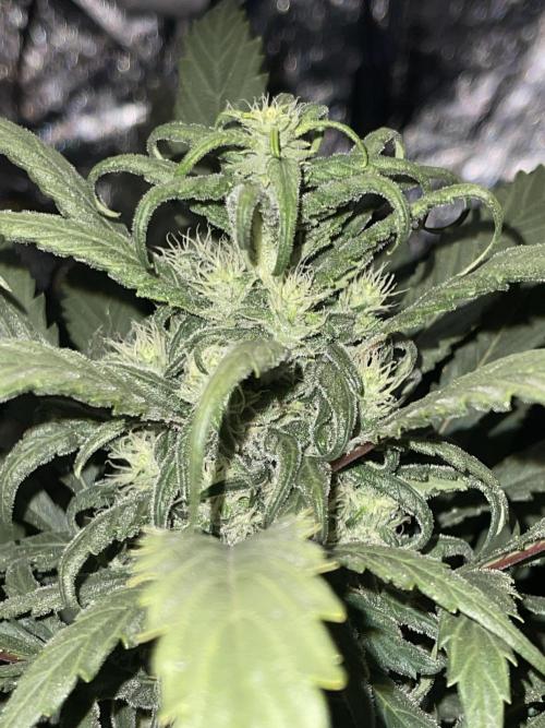 💧 Elementz 🔥. Week 12