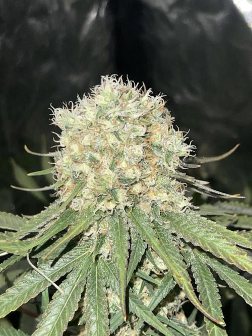 🍬 Runtzez 🍬. Week 12