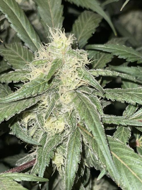 💧 Elementz 🔥. Week 12