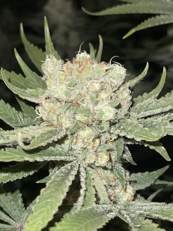 👀 Zoomiez 🔍. Week 12