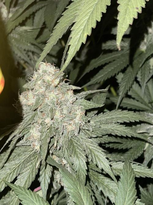 🍬 Runtzez 🍬. Week 12