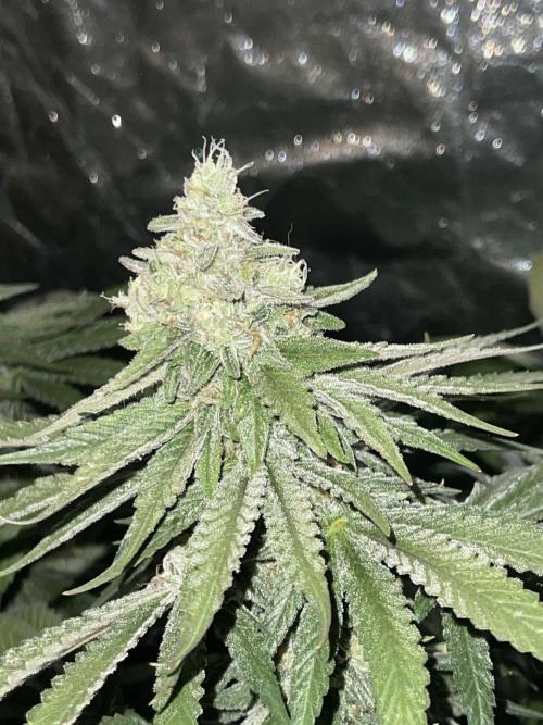 🍬 Runtzez 🍬. Week 12