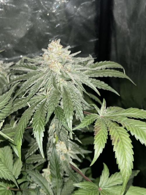 🍬 Runtzez 🍬. Week 12