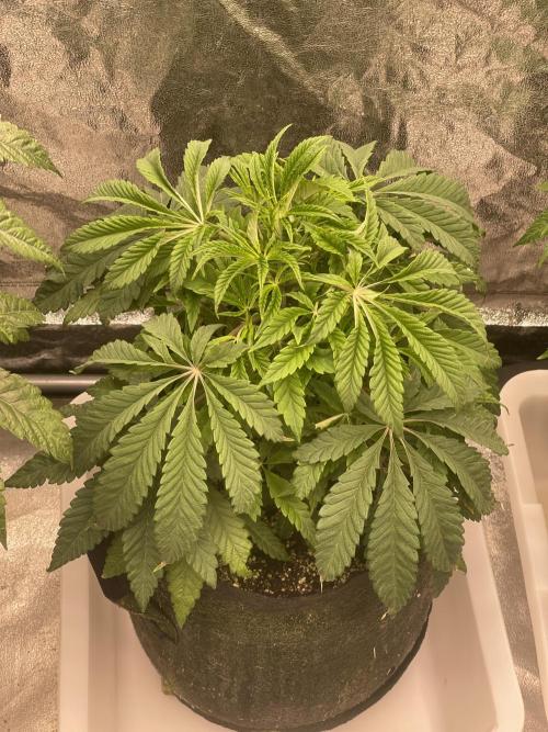 👵 Granny Candy 🍬. Week 6