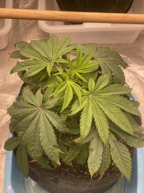 👵 Granny Candy 🍬. Week 6