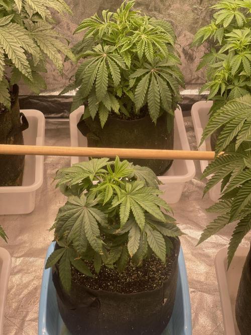 👵 Granny Candy 🍬. Week 6