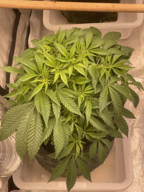 Blueberry Muffin. Week 6