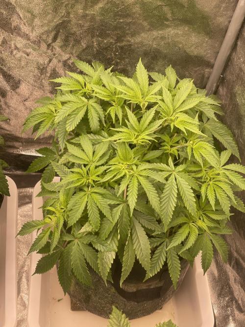 Blueberry Muffin. Week 6