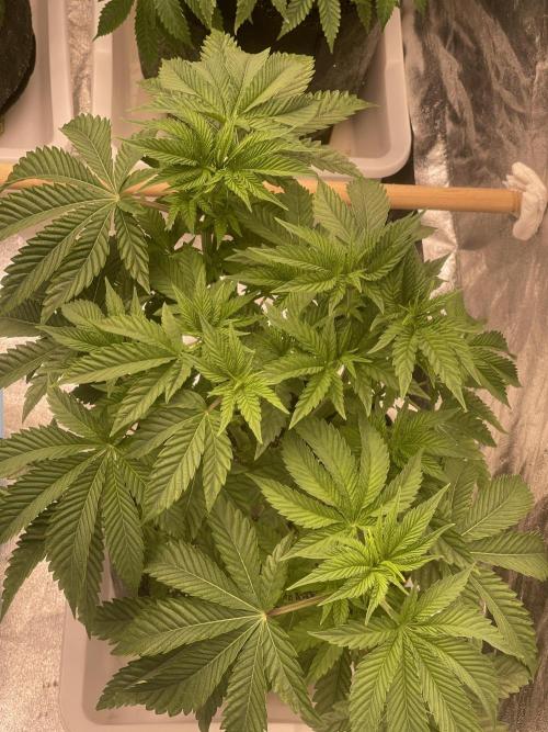 🍗 Chicken n’ Wafflez . Week 6