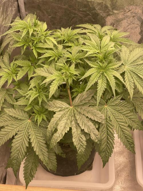 🍗 Chicken n’ Wafflez . Week 6