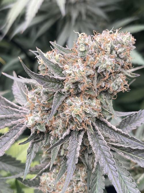 🍬 Runtzez 🍬. Week 13