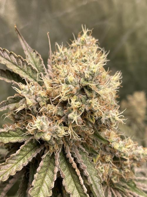 🍬 Runtzez 🍬. Week 13