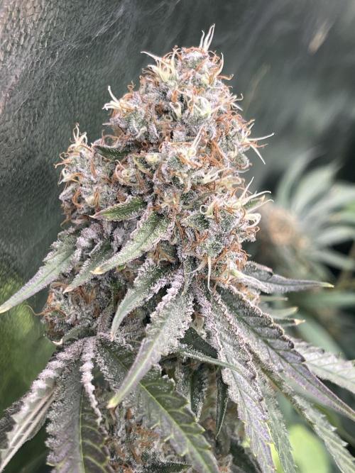 🍬 Runtzez 🍬. Week 13