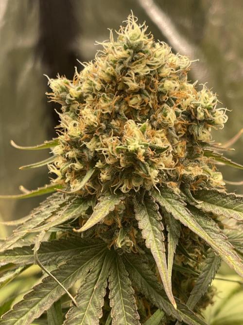 🍬 Runtzez 🍬. Week 13