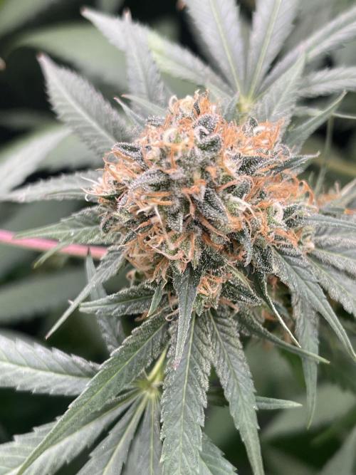 🍬 Runtzez 🍬. Week 13