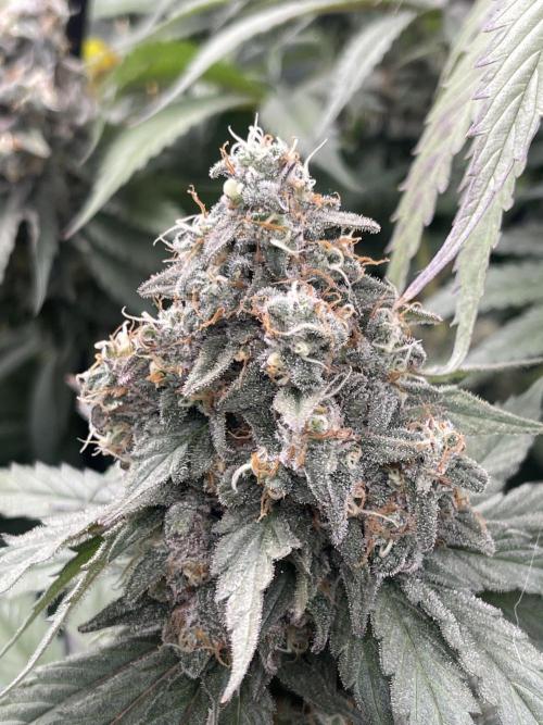 🍬 Runtzez 🍬. Week 13