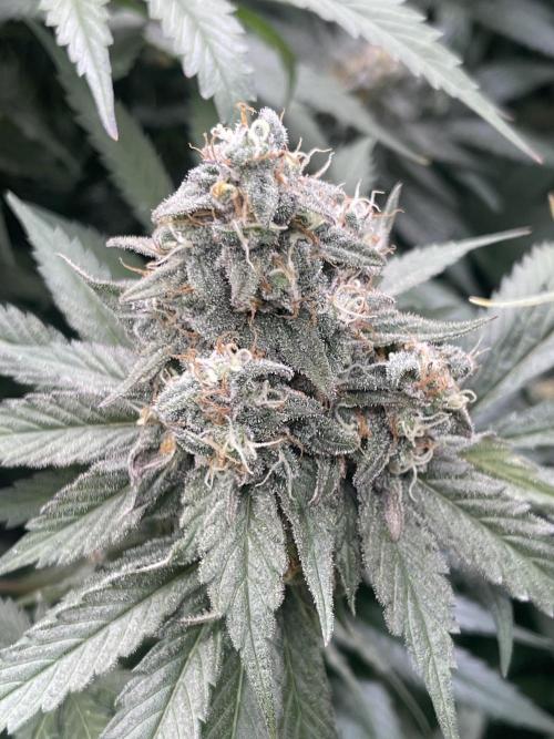 🍬 Runtzez 🍬. Week 13