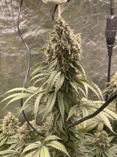 🍬 Runtzez 🍬. Week 13